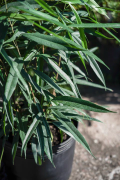 Ficus Ali - comprar online