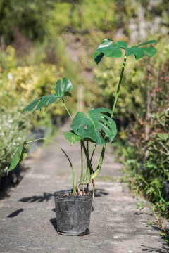 Philodendro Monstera - comprar online