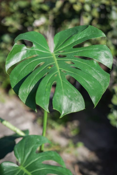 Philodendro Monstera en internet