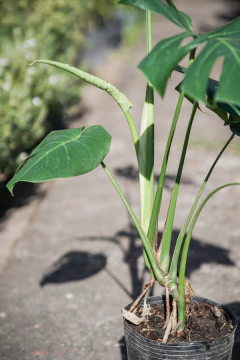 Philodendro Monstera - Viveros El Botánico