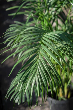 Areca (Dypsis Lutescens) en internet