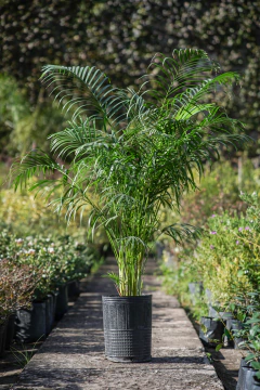 Areca (Dypsis Lutescens) - Viveros El Botánico