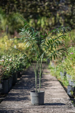 Chamaedorea - comprar online