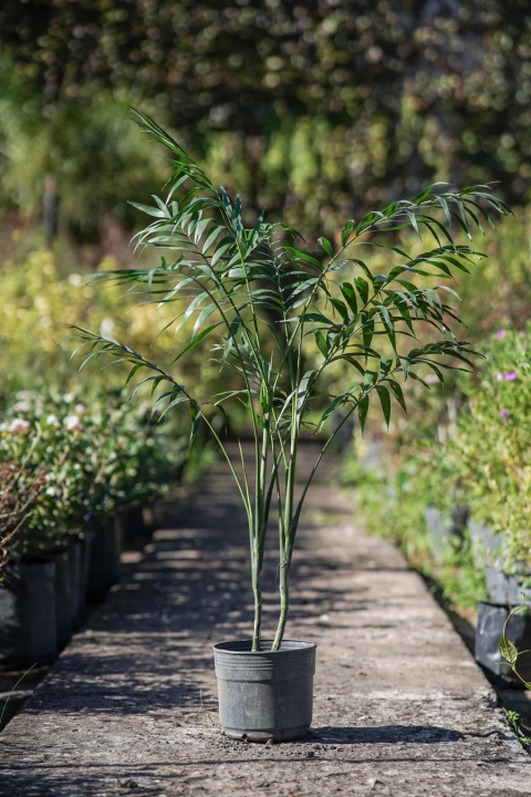 Chamaedorea - comprar online