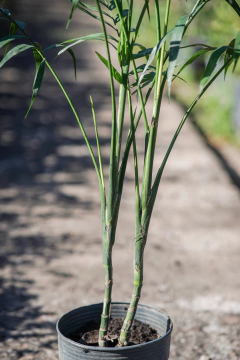 Chamaedorea en internet