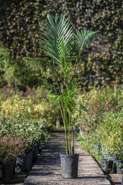 Seaphortia - comprar online