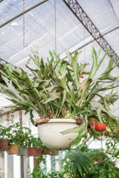 Platycerium Alcicorne - tienda online