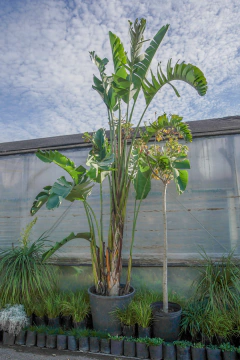 Strelitzia Nicolai EJEMPLAR