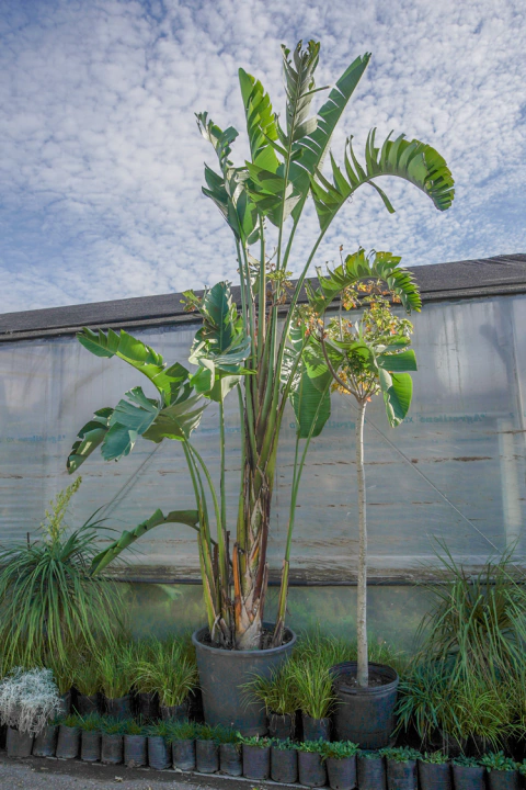 Strelitzia Nicolai EJEMPLAR