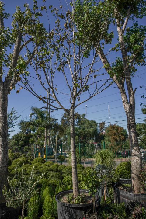 Tilia Moltkei EJEMPLAR