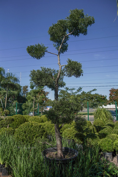 Podocarpus Falcatum Nubes EJEMPLAR