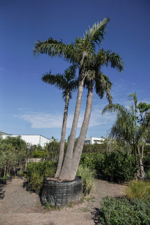 Arecastrum Romanzoffiana (Pindo) EJEMPLAR