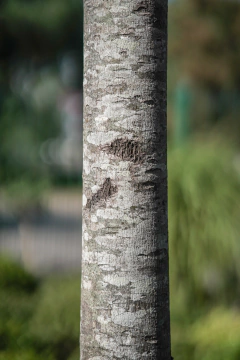 Tilia Moltkei EJEMPLAR en internet