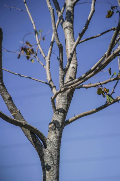 Tilia Moltkei EJEMPLAR - comprar online