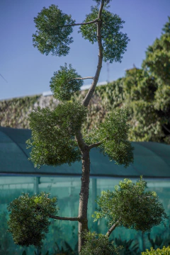 Podocarpus Falcatum Nubes EJEMPLAR - comprar online