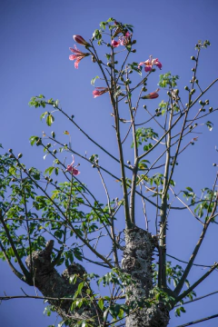 Chorisia Speciosa EJEMPLAR - comprar online