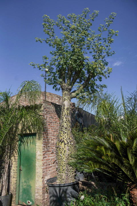 Chorisia Speciosa EJEMPLAR