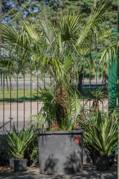 Chamaerops Humilis EJEMPLAR - comprar online