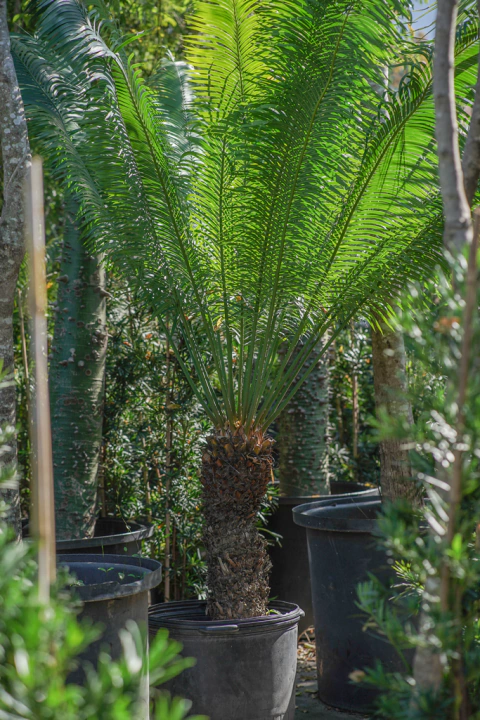 Cyca Circinalis EJEMPLAR