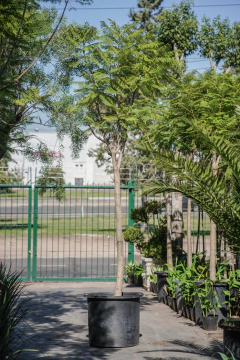 Jacaranda Mimosifolia EJEMPLAR