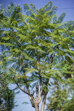 Jacaranda Mimosifolia EJEMPLAR - comprar online