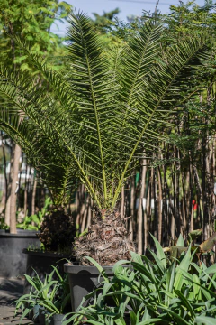 Phoenix Canariensis EJEMPLAR