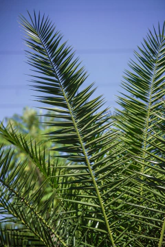 Phoenix Canariensis EJEMPLAR en internet