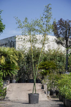 Bambues (no invasivo) EJEMPLAR