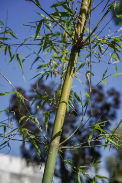 Bambues (no invasivo) EJEMPLAR en internet