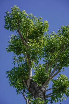 Tabebuia Avellanedae (Lapacho Rosado) EJEMPLAR - comprar online