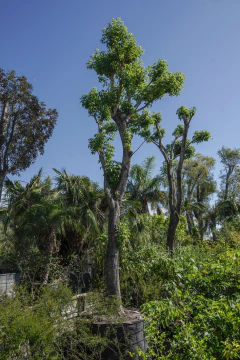 Tabebuia Avellanedae (Lapacho Rosado) EJEMPLAR