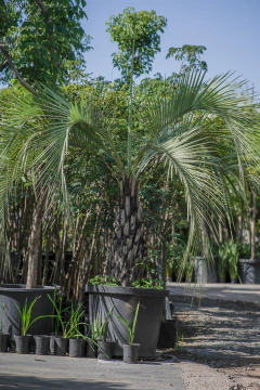 Butia Yatay EJEMPLAR