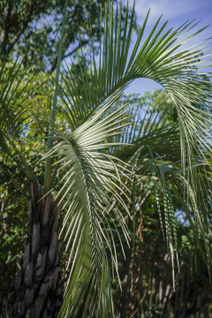 Butia Yatay EJEMPLAR en internet