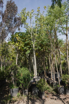 Acer Saccharinum EJEMPLAR