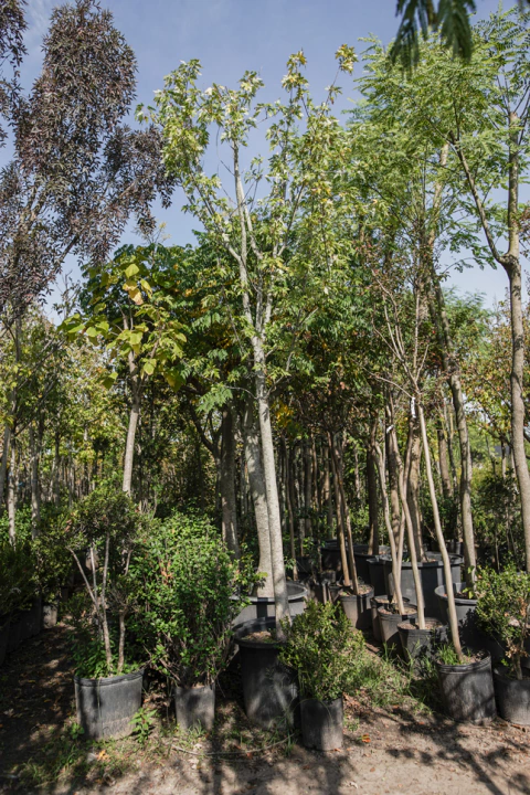 Acer Saccharinum EJEMPLAR