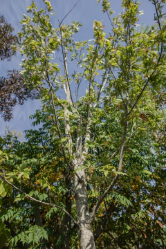 Acer Saccharinum EJEMPLAR - comprar online