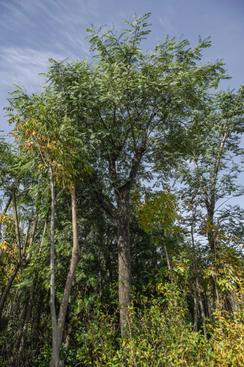 Tipuana Tipu EJEMPLAR