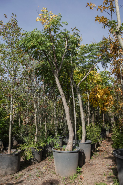 koelreuteria paniculata EJEMPLAR