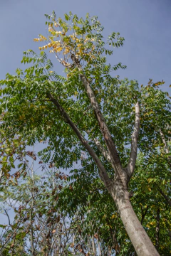 koelreuteria paniculata EJEMPLAR en internet