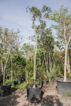 Nogal Pecan EJEMPLAR