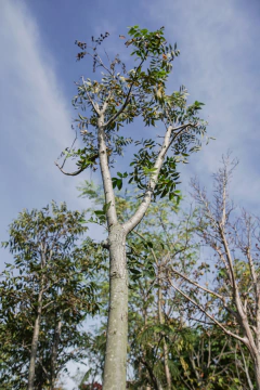 Nogal Pecan EJEMPLAR - comprar online