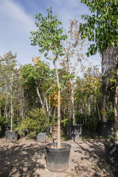 bauhinia forficata EJEMPLAR