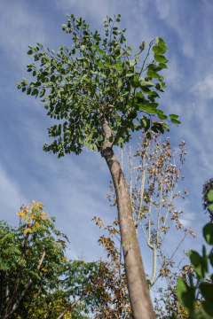 bauhinia forficata EJEMPLAR - comprar online