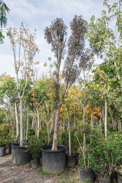 fraxinus oxycarpa 'raywood' EJEMPLAR