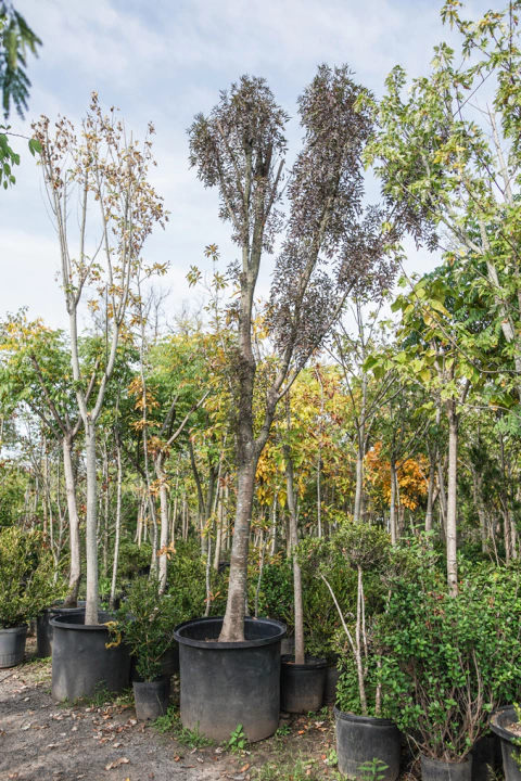 fraxinus oxycarpa 'raywood' EJEMPLAR