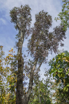 fraxinus oxycarpa 'raywood' EJEMPLAR - comprar online