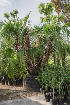 Chamaerops Humilis EJEMPLAR - Viveros El Botánico