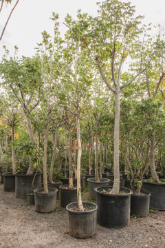 Platanus Acerifolia EJEMPLAR