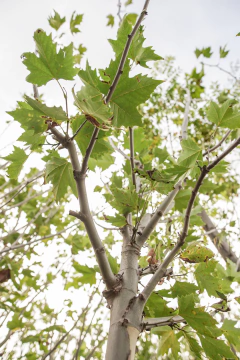 Platanus Acerifolia EJEMPLAR - comprar online