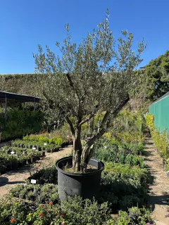 Olivos (Olea Europea) Ejemplar - comprar online